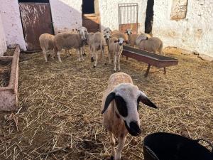 a herd of sheep standing in a barn at Khaima in Souk Jemaa des Oulad Abbou +3 photos