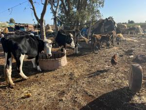 a group of cows eating out of a bucket at Khaima in Souk Jemaa des Oulad Abbou