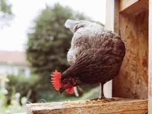 Galeriebild der Unterkunft at the Hartmanns Comfortable holiday residence in Rieden