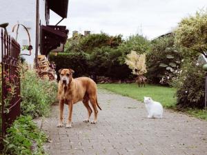 Galeriebild der Unterkunft at the Hartmanns Comfortable holiday residence in Rieden