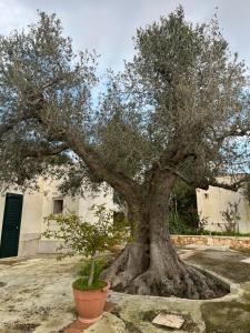 a large olive tree in front of a building at Catherine's home in Ostuni +15 photos