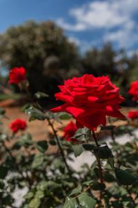 Una rosa roja está creciendo en un jardín. en The Beach House, en Hersonissos