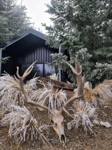a reindeer with large antlers in front of a building at Hut on The Grove in Twizel +13 photos
