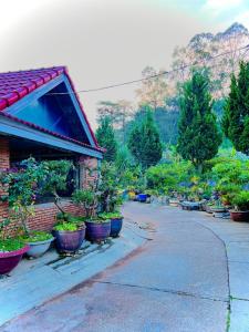 Zahrada ubytování Hoa Chuông Villa Đà Lạt