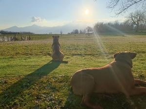Domácí mazlíčci ubytovaní s hosty v ubytování Agriturismo Nonna Luisa
