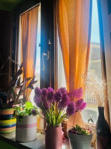 a window with three potted plants on a window sill at Le Terrazze Sul Pollino B&B in Civita