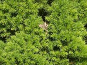 Fotografie z fotogalerie ubytování Bungalow Mecklenburgische Seenplatte v destinaci Wustrow