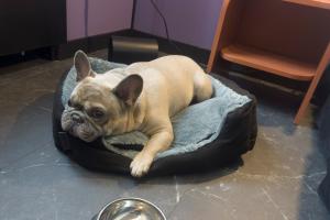 Κατοικίδιο ή κατοικίδια επισκεπτών που μένουν στο Casual Eclettico Milano +64 φωτογραφίες