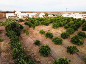 Luftaufnahme einer Orangenplantage in der Unterkunft Kitchen51 Cottages in Keetmanshoop