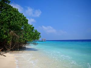 a beach with trees and the blue water at PRIV Fodhdhoo in Fodhdhoo