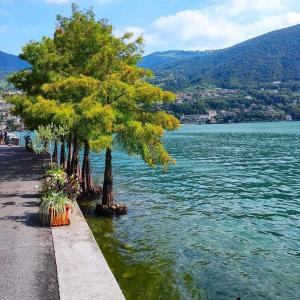 a row of trees next to a body of water at Home La Torre next the station in Chiari