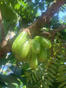 Ảnh trong thư viện ảnh của Tranquil Grove ở Matara