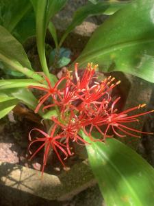 Vườn quanh Tranquil Grove