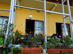 Zahrada ubytování Darjeeling BnB