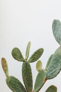 a cactus with green leaves on a white background at Domìa Boutique Hotel e Cucina in Mondello