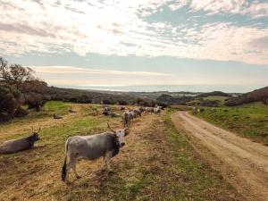 a herd of cattle walking down a dirt road at Agriturismo Morani in Santa Severa