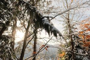 una foresta con la neve sui rami degli alberi di Pensiune Agroturistica Molidu a Almaş