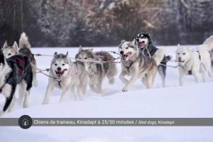 a group of husky dogs running in the snow at Le Lac Apaisant - Rustic Haven by the Water in Saint-Calixte
