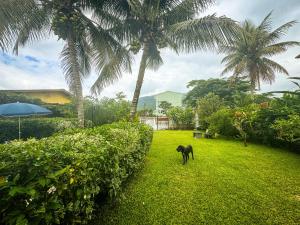 Zahrada ubytování Bapizu Suítes - Ubatuba