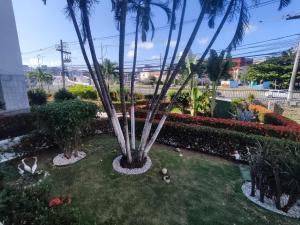 a garden with palm trees in the grass at Apto 2 quartos em frente à praça nova do Imbui Excelente localização in Salvador +4 photos