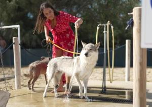 a woman with two dogs on a playground at Pareus Beach Resort in Caorle