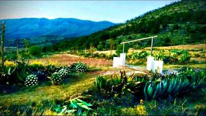 a view of a field with plants and mountains at Cabaña 7 APPLE CAMP in San Antonio de las Alzanas