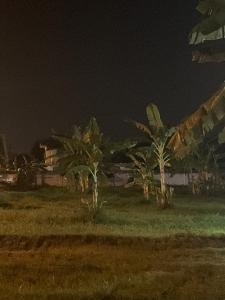 a group of palm trees in a field at night at Tkp in Ban Map Pla Khao