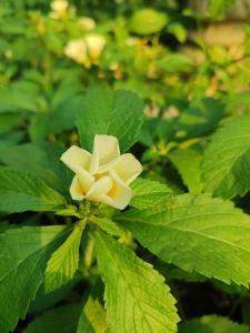 Imagine din galeria proprietății Tropical Forest Adventure Near Arenal Volcano în Chachagua