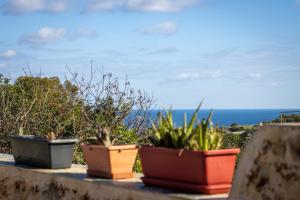 four potted plants sitting on a ledge with the ocean in the background at Il figolla farmhouse in Xagħra