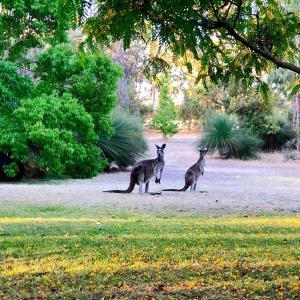 two coyotes standing next to each other in a field at White Tree Retreat Yallingup hills in Yallingup
