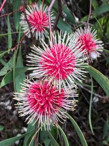a group of pink and white flowers on a plant at White Tree Retreat Yallingup hills in Yallingup