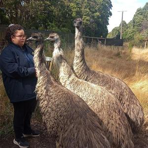 a man standing next to three llama at Fauna Australia Wildlife Experience in Lavers Hill