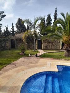 un cane è seduto accanto a una piscina di Riad TANJIL a Casablanca