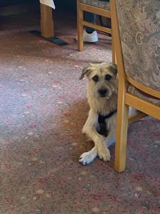 Domácí mazlíčci ubytovaní s hosty v ubytování Hotel & Gasthof Hubertushöhe - Ihr Hotel für Urlaub mit Hund