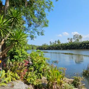 Ban Tha KupにあるWooden house & birdsongの木々や植物が茂る川の眺め