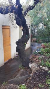 un árbol creciendo fuera del lado de una casa en Oak Shade en Bet Leẖem HaGelilit