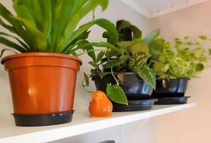 クリチバにあるConforto Studio próximo do Barigui, Gardenの鉢植え四株