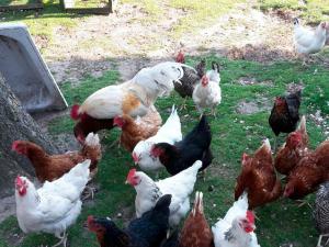a group of chickens standing in the grass at Ferienwohnung Helmsstraße II in Ebstorf