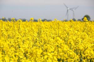a field of yellow flowers with a windmill in the background at Ferienwohnung "Seestern" in Hinrichsdorf