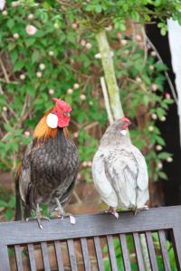 twee kippen die bovenop een houten bank zitten bij Ferienwohnung "Strandkorb" in Hinrichsdorf