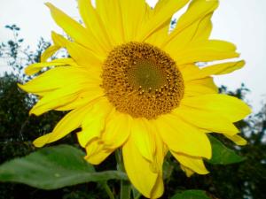 een gele zonnebloem staat in een veld bij Ferienwohnung "Strandkorb" in Hinrichsdorf