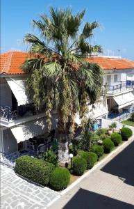una palma davanti a un edificio di Fay's paradise a Polykhrono