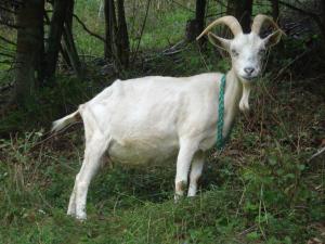 a goat with a blue collar standing in the grass at Hohle Kirche in Hiltpoltstein +12 photos