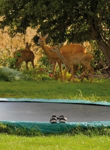 Zvířata v apartmánu nebo okolí