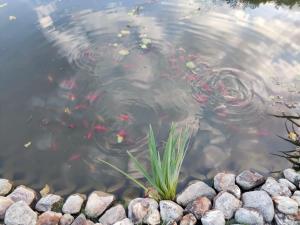 a group of koi fish swimming in a pond at Ferienhaus Bliev-Hee Nr 4 in Klink