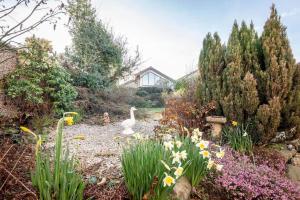 Un jardín con un cisne en medio de un patio. en Radernie Place - No 23, en St Andrews