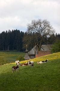 a group of cows in a field with a church at Drei Tannen - Wohnung 11 - Apartmenthaus, Titisee, Feldberg in Titisee