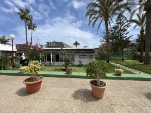 two potted trees in pots in front of a building at Agaete Park 609 by Villas Rivero in Playa del Ingles