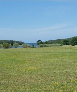 a field of green grass with a bird in it at Olivia Valkanela App 1 in Vrsar