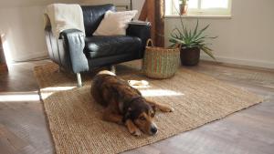 a brown dog laying on a rug in front of a chair at Im Juchhe in Peiting